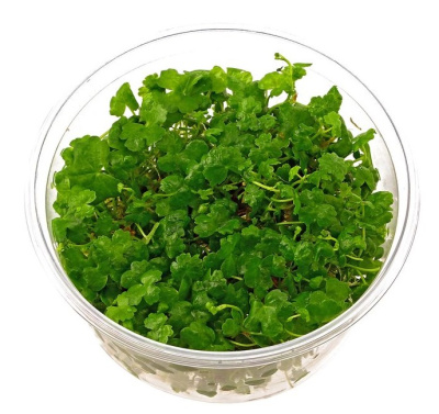 Гидрокотила трипартита (меристемное растение)